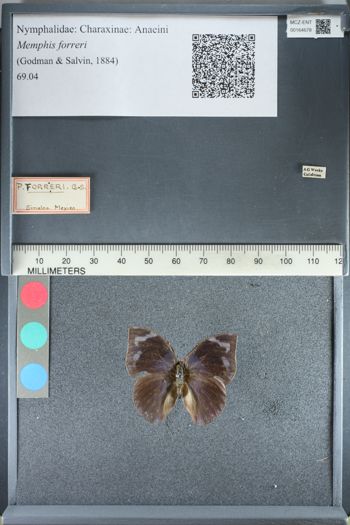 Media type: image;   Entomology 164678